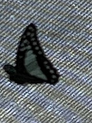 Graphium eurypylus