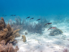 Sepioteuthis sepioidea