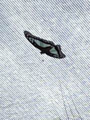 Graphium eurypylus