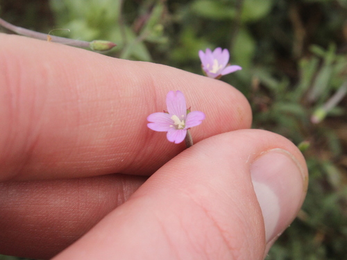Epilobium billardiereanum