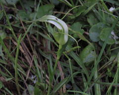 Pterostylis falcata