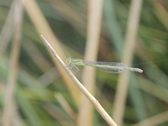 Ischnura aurora aurora