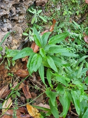 Scrophularieae