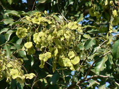 Pterocarpus marsupium