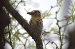 Nystalus maculatus