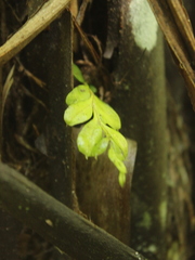 Tmesipteris lanceolata