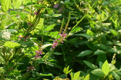 Indigofera bungeana