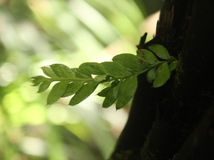 Tmesipteris lanceolata