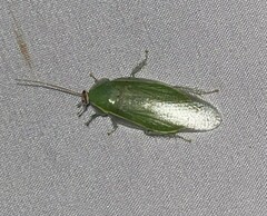 Panchlora nivea
