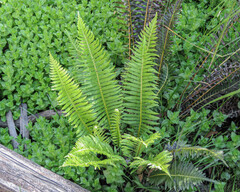 Blechnum nudum