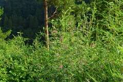 Indigofera bungeana