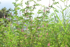 Indigofera bungeana