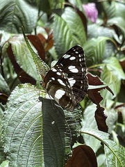 Phaedyma shepherdi