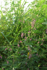 Indigofera bungeana