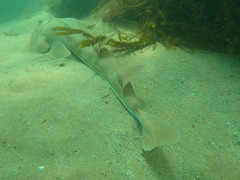 Aptychotrema rostrata