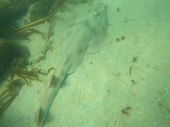 Aptychotrema rostrata