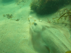 Aptychotrema rostrata