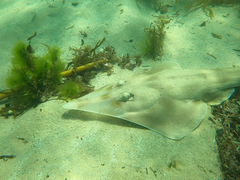 Aptychotrema rostrata