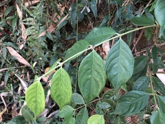 Lasianthus hispidulus
