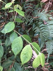 Lasianthus hispidulus