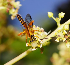 Echthromorpha agrestoria