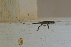 Anolis bonairensis