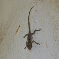 Anolis bonairensis