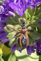 Gminatus australis