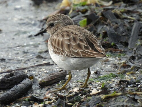 Correlimos menudillo (Calidris minutilla)