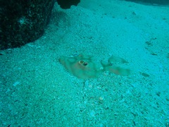 Urobatis concentricus