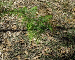 Pteridium esculentum