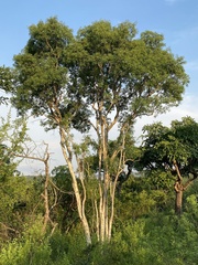 Heteropyxis natalensis