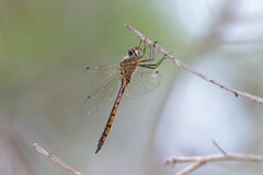 Hemicordulia continentalis