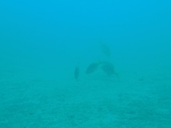 Gnathanodon speciosus