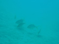 Gnathanodon speciosus