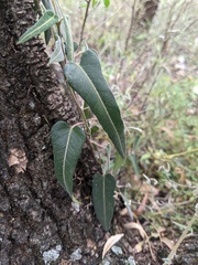 Parsonsia eucalyptophylla