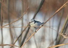 Cyanistes caeruleus × cyanus
