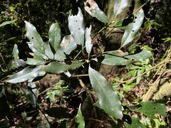 Machilus japonica