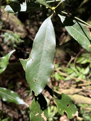 Machilus japonica