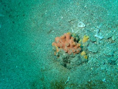 Tubastraea coccinea