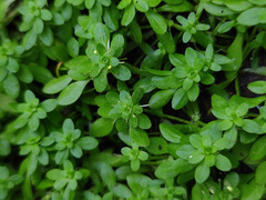 Callitriche cophocarpa