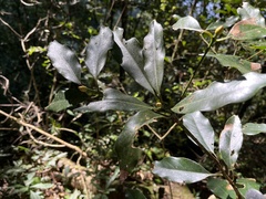 Machilus japonica