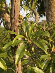 Heteropyxis natalensis