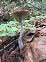 Pseudoclitocybe