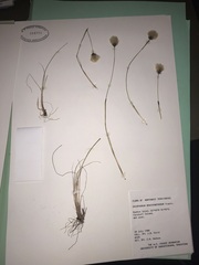 Eriophorum brachyantherum