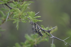 Lampetis tucumana