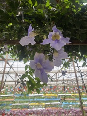 Thunbergia
