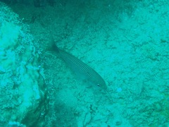 Haemulon maculicauda