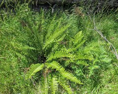Blechnum nudum