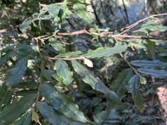 Camellia salicifolia